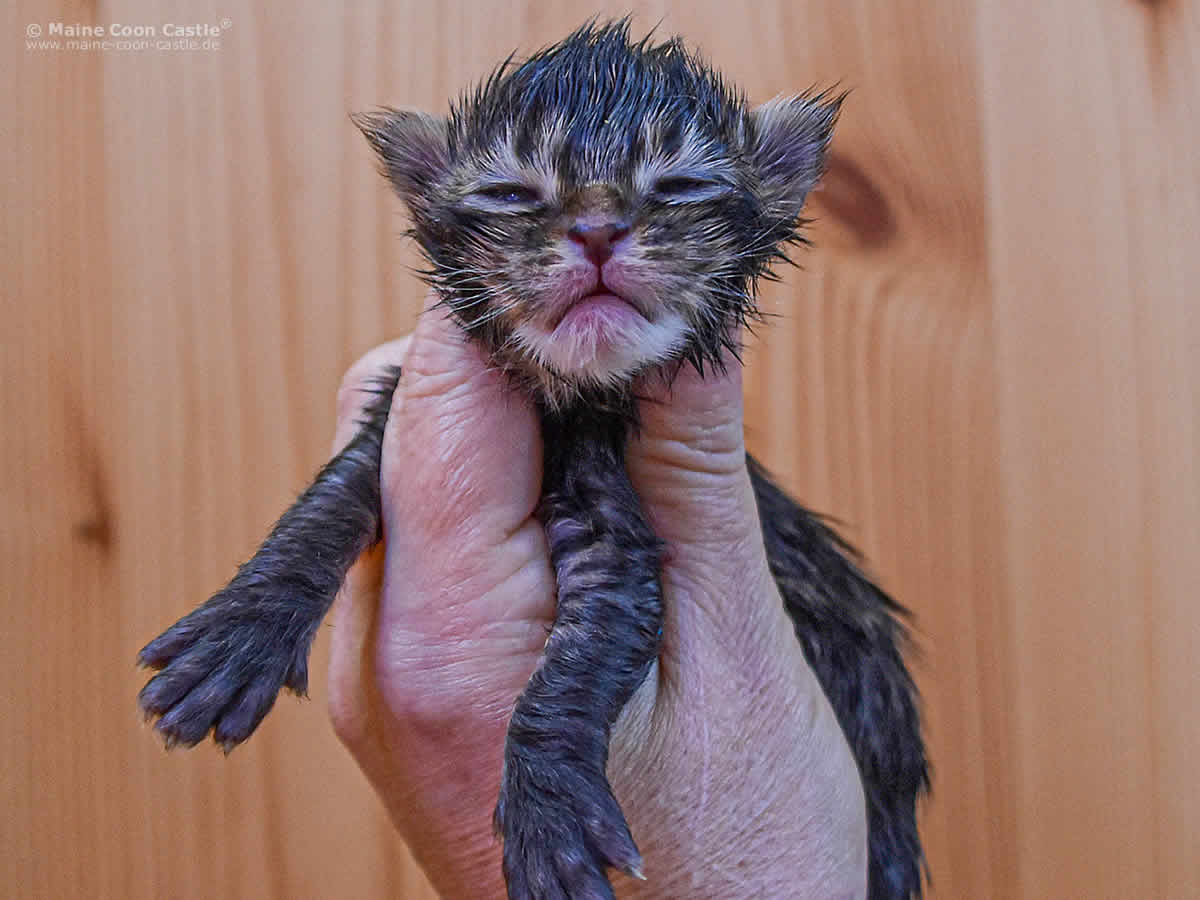 Noel of Maine Coon Castle 1 Woche alt Maine Coon Kitten Noel of Maine Coon Castle 1 Woche alt