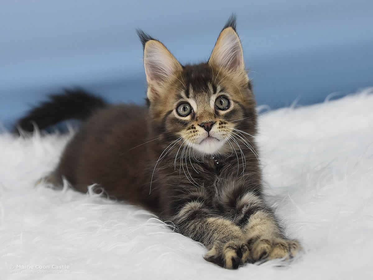 Oli 11 Wochen alt, 1625g Maine Coon Kitten Oli 11 Wochen alt