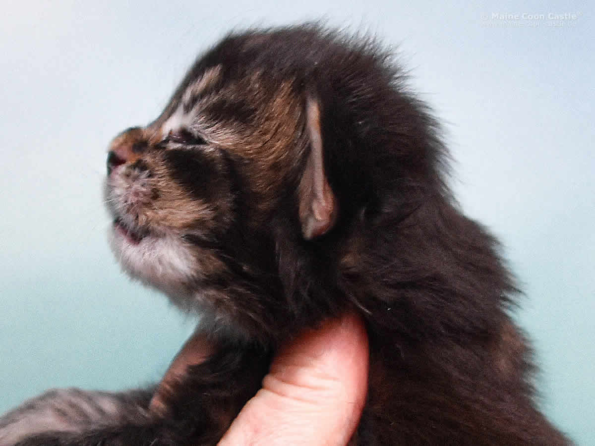 Oli 2 Wochen, 355g Maine Coon Kitten Oli 2 Wochen