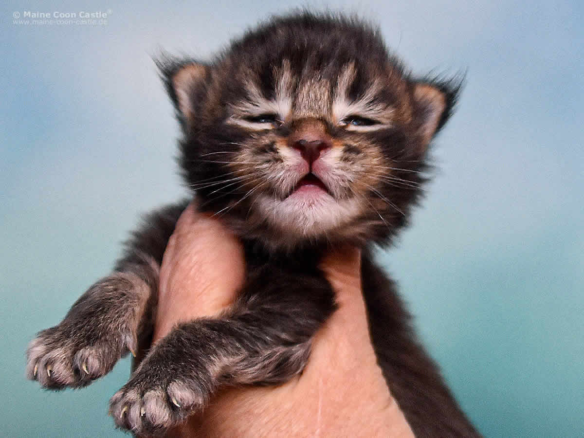 Oli 2 Wochen, 355g Maine Coon Kitten Oli 2 Wochen