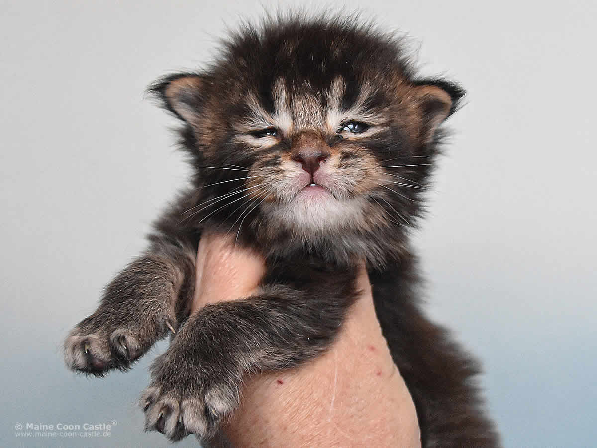 Oli 3 Wochen, 461g Maine Coon Kitten Oli 3 Wochen