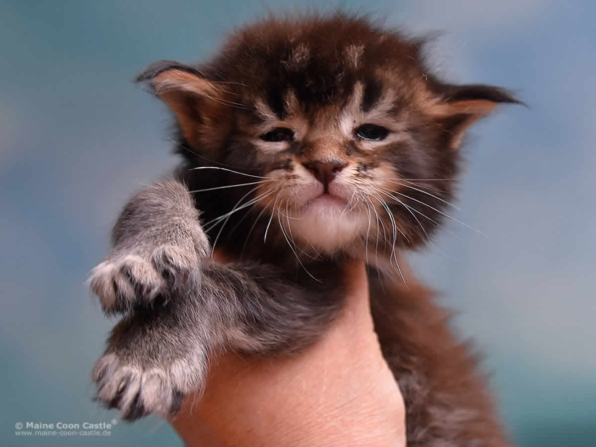 Oli 4 Wochen, 577g Maine Coon Kitten Oli 4 Wochen