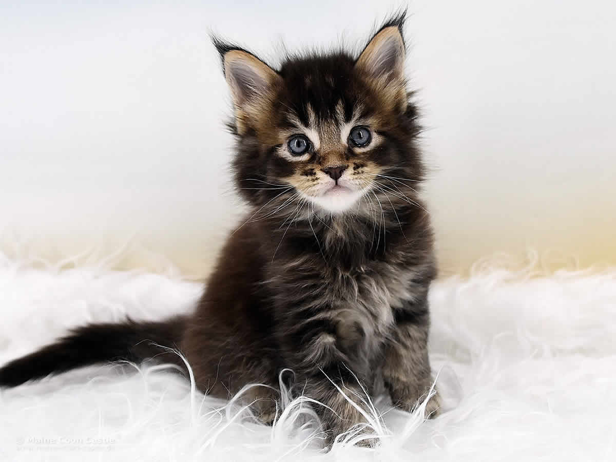 Oli 5 Wochen alt, 712g Maine Coon Kitten Oli 5 Wochen alt