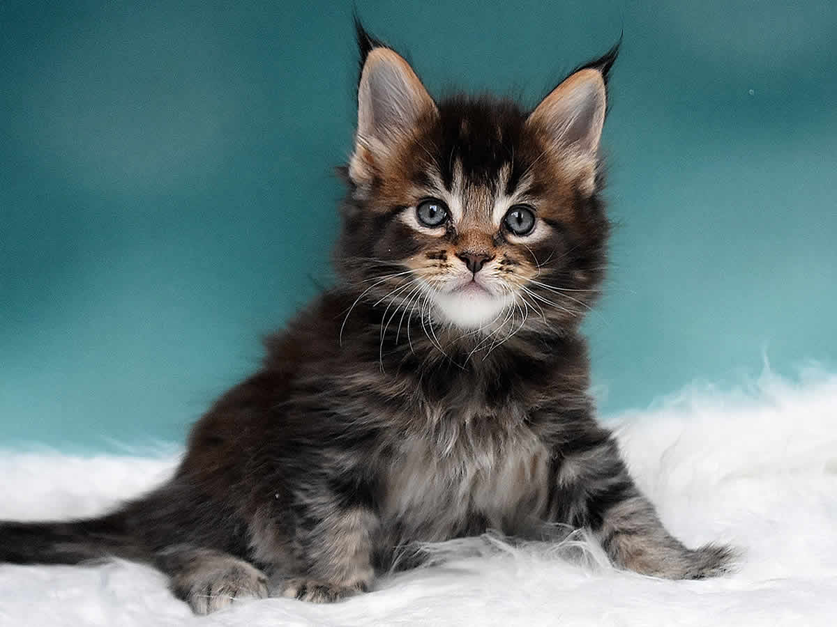 Oli 6 Wochen alt, 905g Maine Coon Kitten Oli 6 Wochen alt