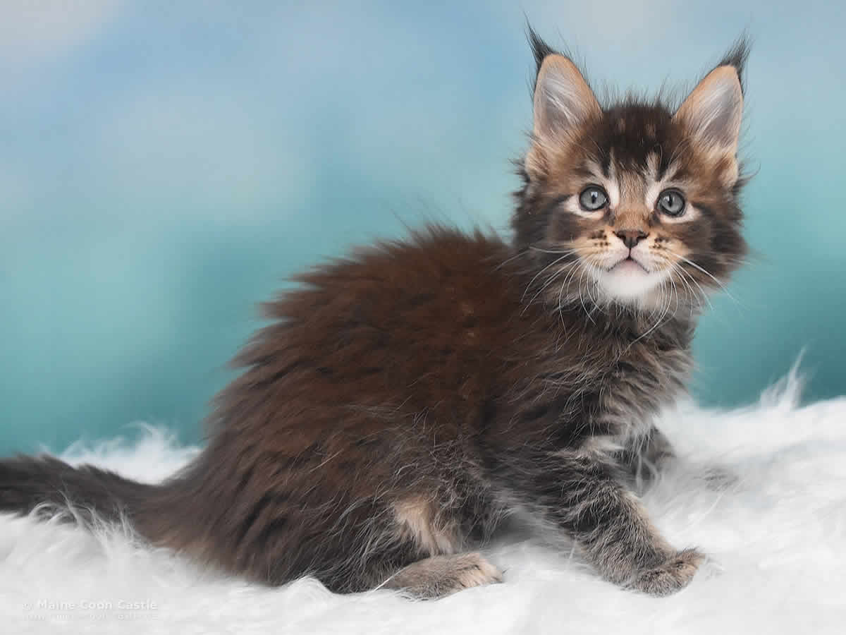 Oli 7 Wochen alt, 997g Maine Coon Kitten Oli 7 Wochen alt