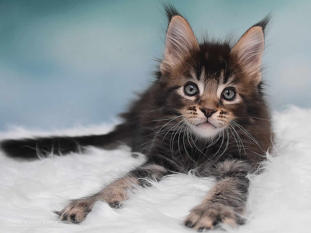 Oli 8 Wochen alt, 1153g Maine Coon Kitten Oli 8 Wochen alt