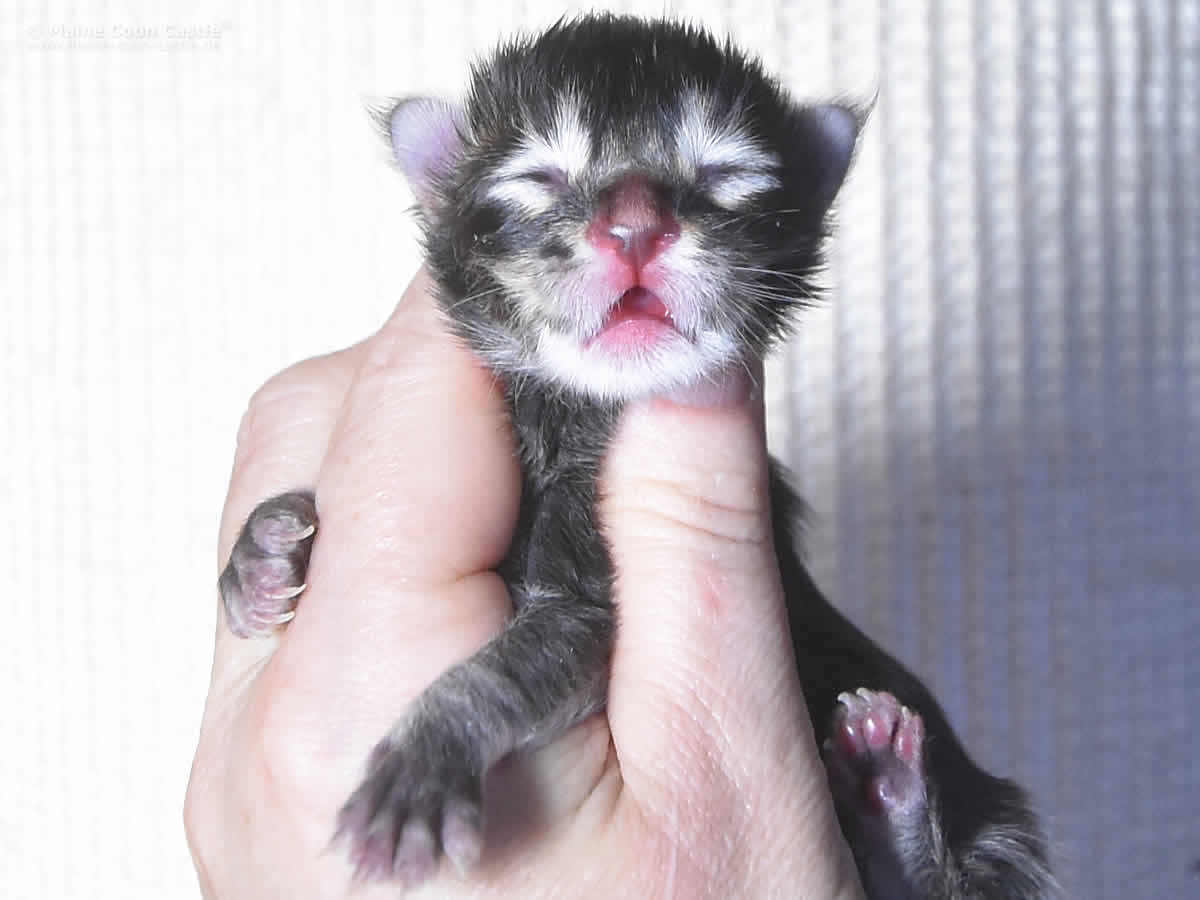 Oli of Maine Coon Castle 1 Tag alt Maine Coon Kitten Oli of Maine Coon Castle 1 Tag alt