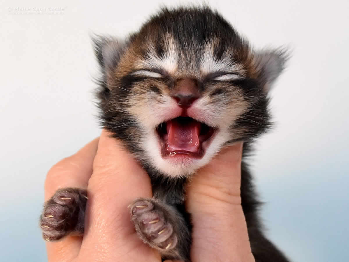 Ozzy 1 Woche alt, 232g Ozzy 1 Woche alt