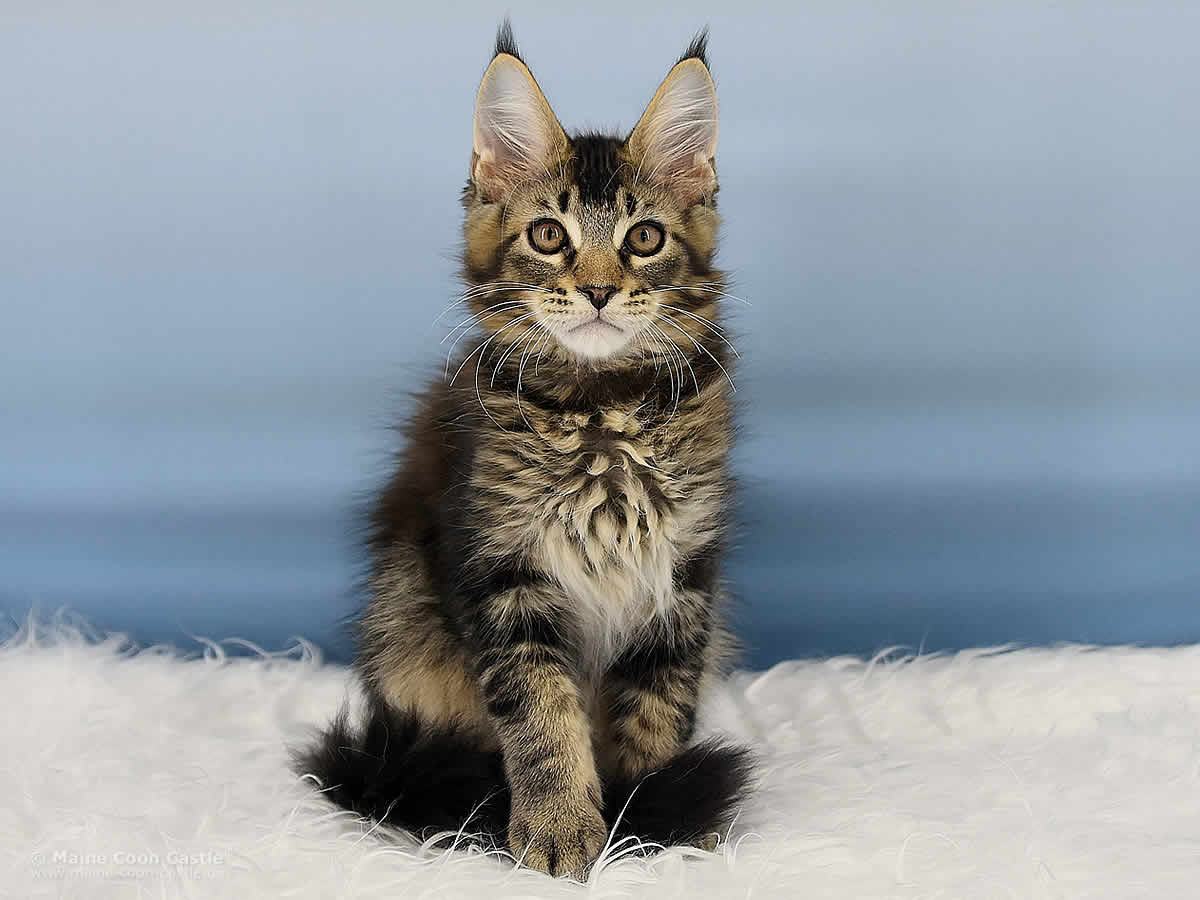 Ozzy 14 Wochen alt, 2020g Maine Coon Kitten Ozzy 14 Wochen alt