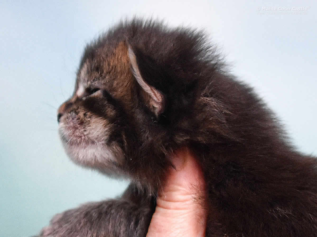 Ozzy 2 Wochen alt Maine Coon Baby Ozzy 2 Wochen alt