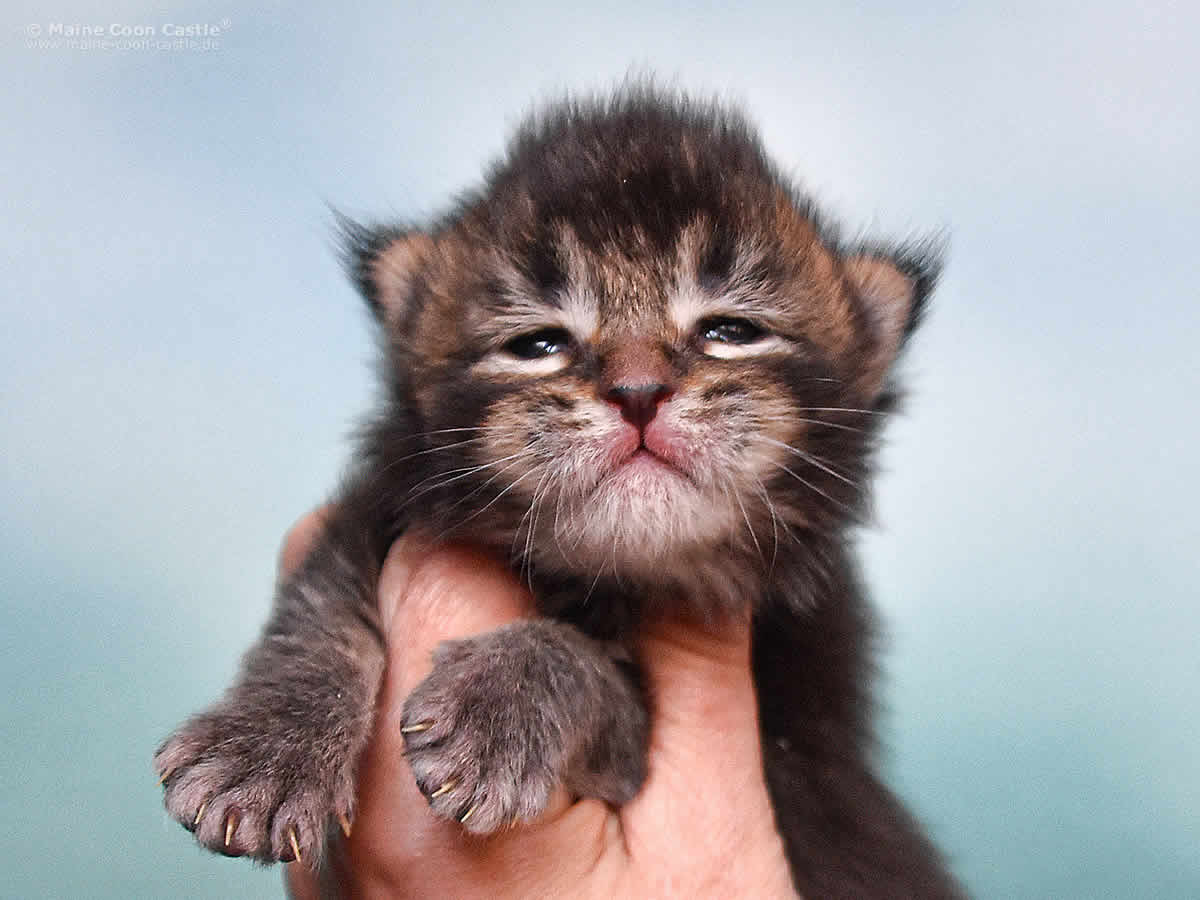 Ozzy 2 Wochen alt, 348g Ozzy 2 Wochen alt