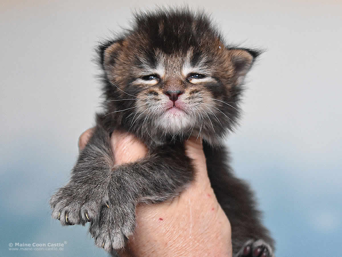 Ozzy 3 Wochen alt, 464g Ozzy 3 Wochen alt