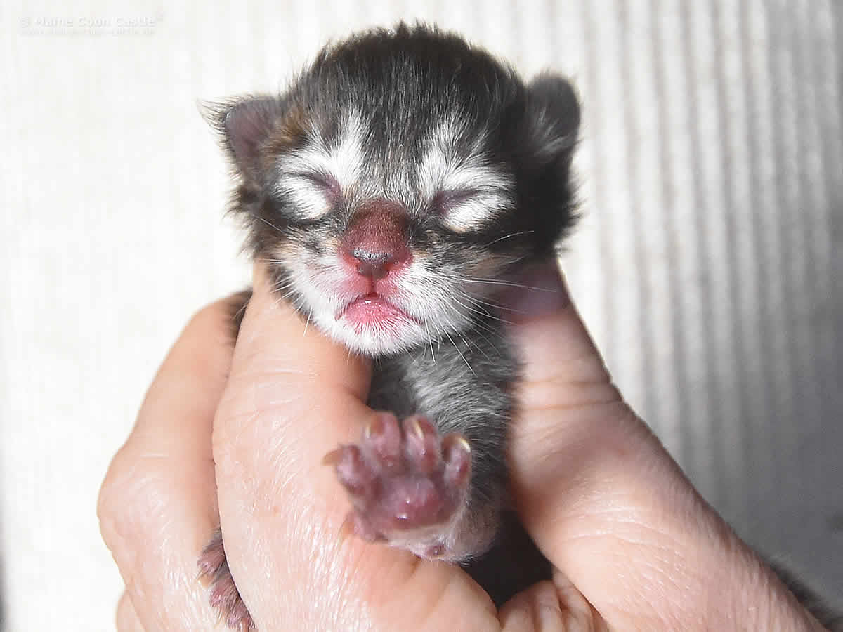 Ozzy of Maine Coon Castle 1 Tag alt Maine Coon Kitten Ozzy of Maine Coon Castle 1 Tag alt