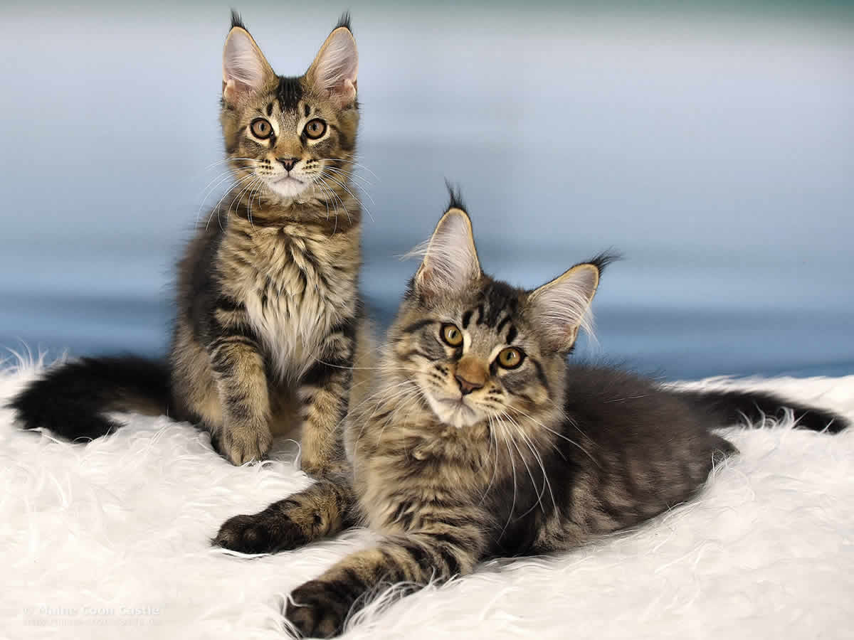 Ozzy of Maine Coon Castle Ozzy of Maine Coon Castle