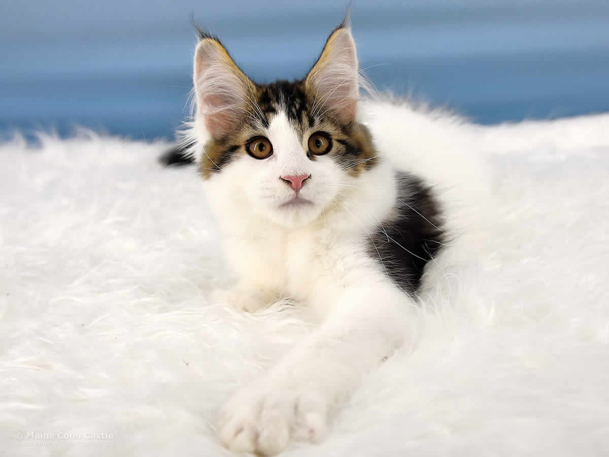 Paddy of Maine Coon Castle Paddy of Maine Coon Castle