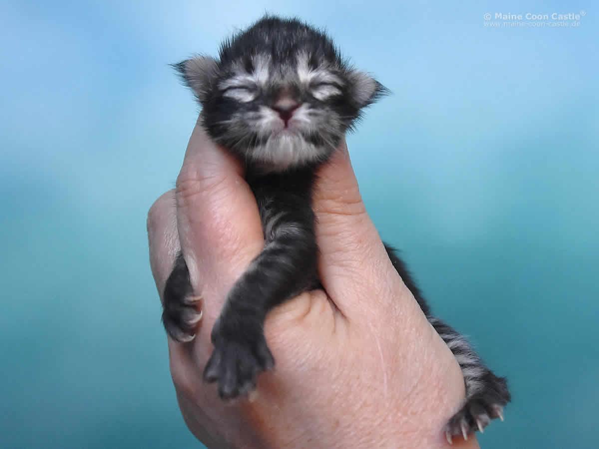 Pearl of Maine Coon Castle Pearl of Maine Coon Castle