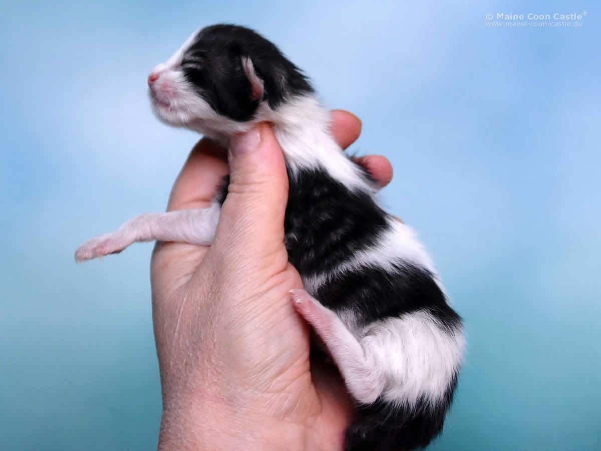 Pelle 1 Tag Maine Coon Kitten Pelle 1 Tag