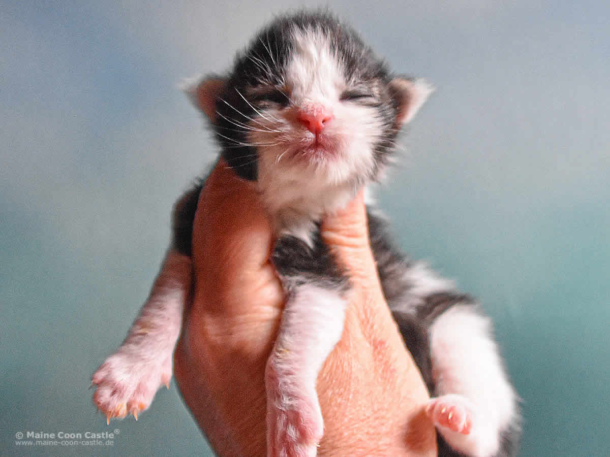 Pelle 1 Woche, 186g Pelle 1 Woche