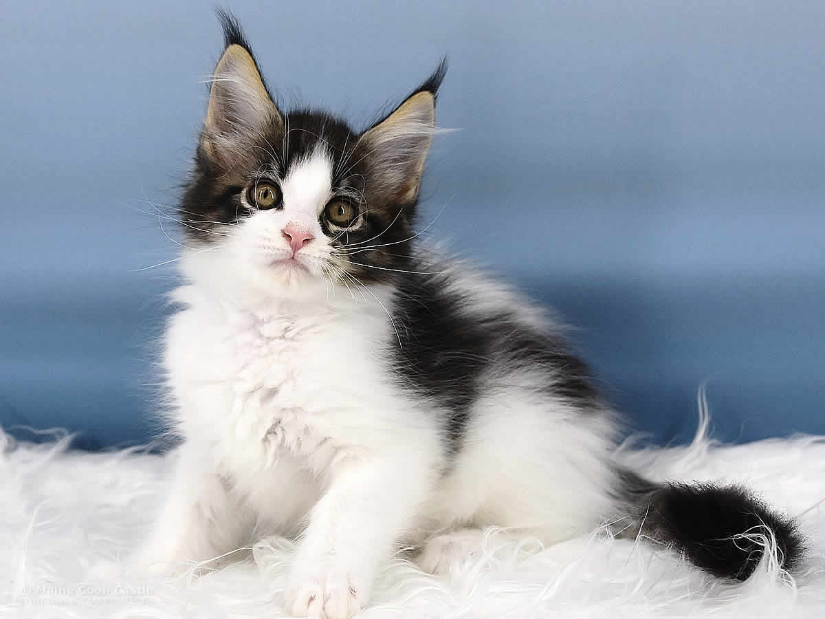 Pelle 10 Wochen alt, 1315g Maine Coon Kitten Pelle 10 Wochen alt