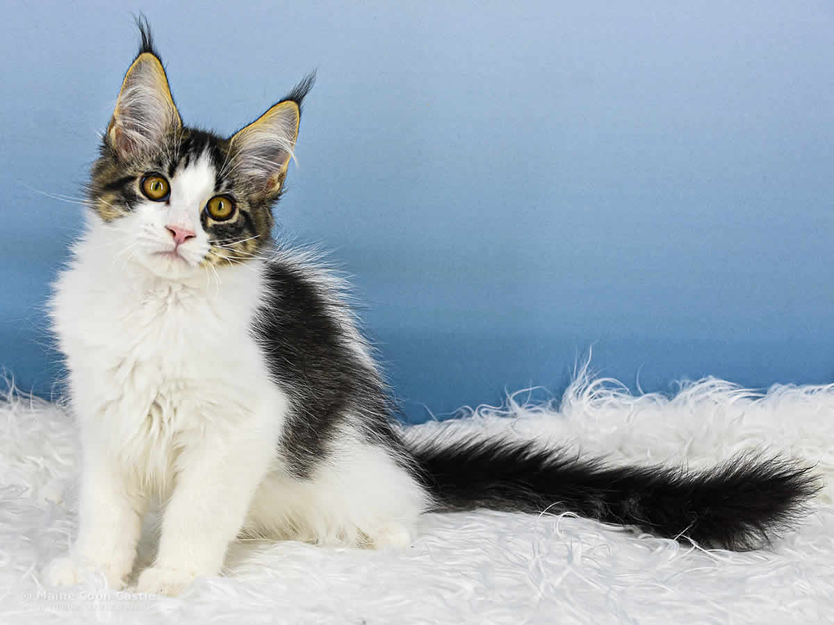 Pelle of Maine Coon Castle Pelle of Maine Coon Castle