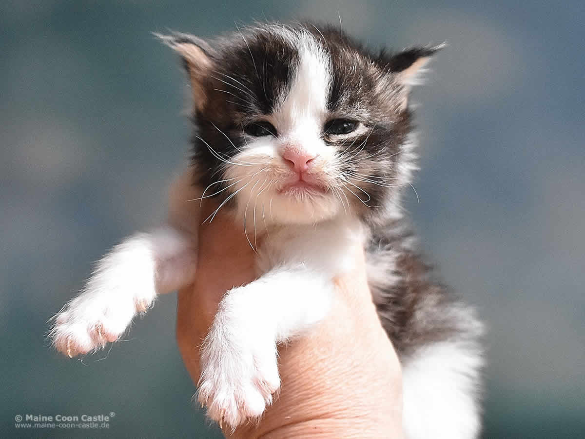 Pelle 3 Wochen alt, 417g Maine Coon Kitten Pelle 3 Wochen