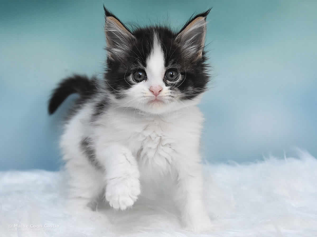 Pelle 6 Wochen alt, 579g Maine Coon Kitten Pelle 6 Wochen alt