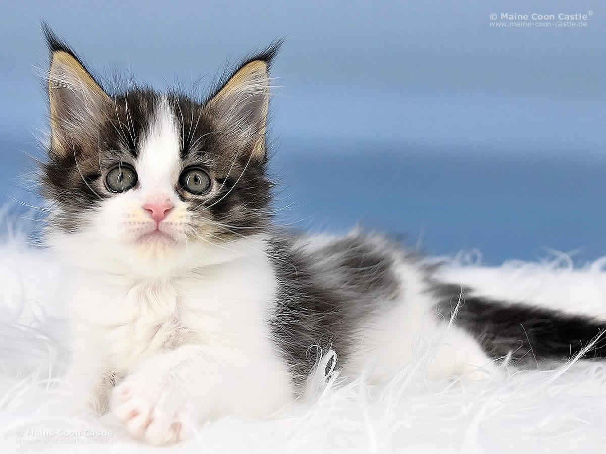 Pelle 7 Wochen alt, 783g Maine Coon Kitten Pelle 7 Wochen alt