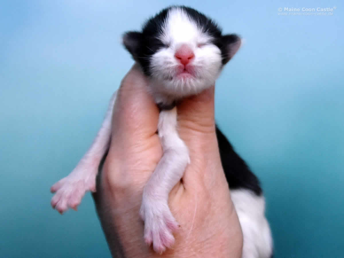 Pepa 1 Tag Maine Coon Kitten Pepa 1 Tag