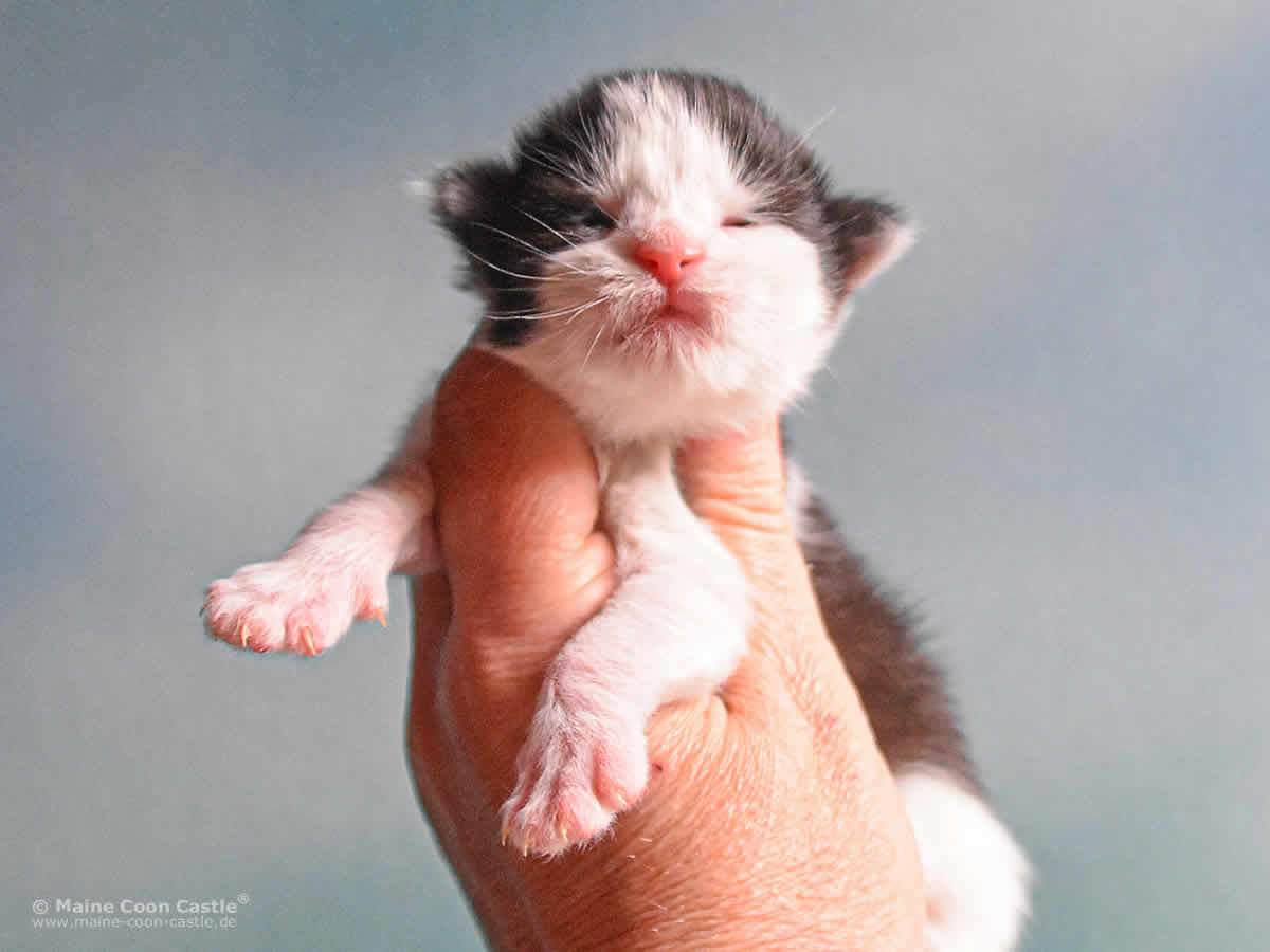 Pepa 1 Woche, 206g Pepa 1 Woche