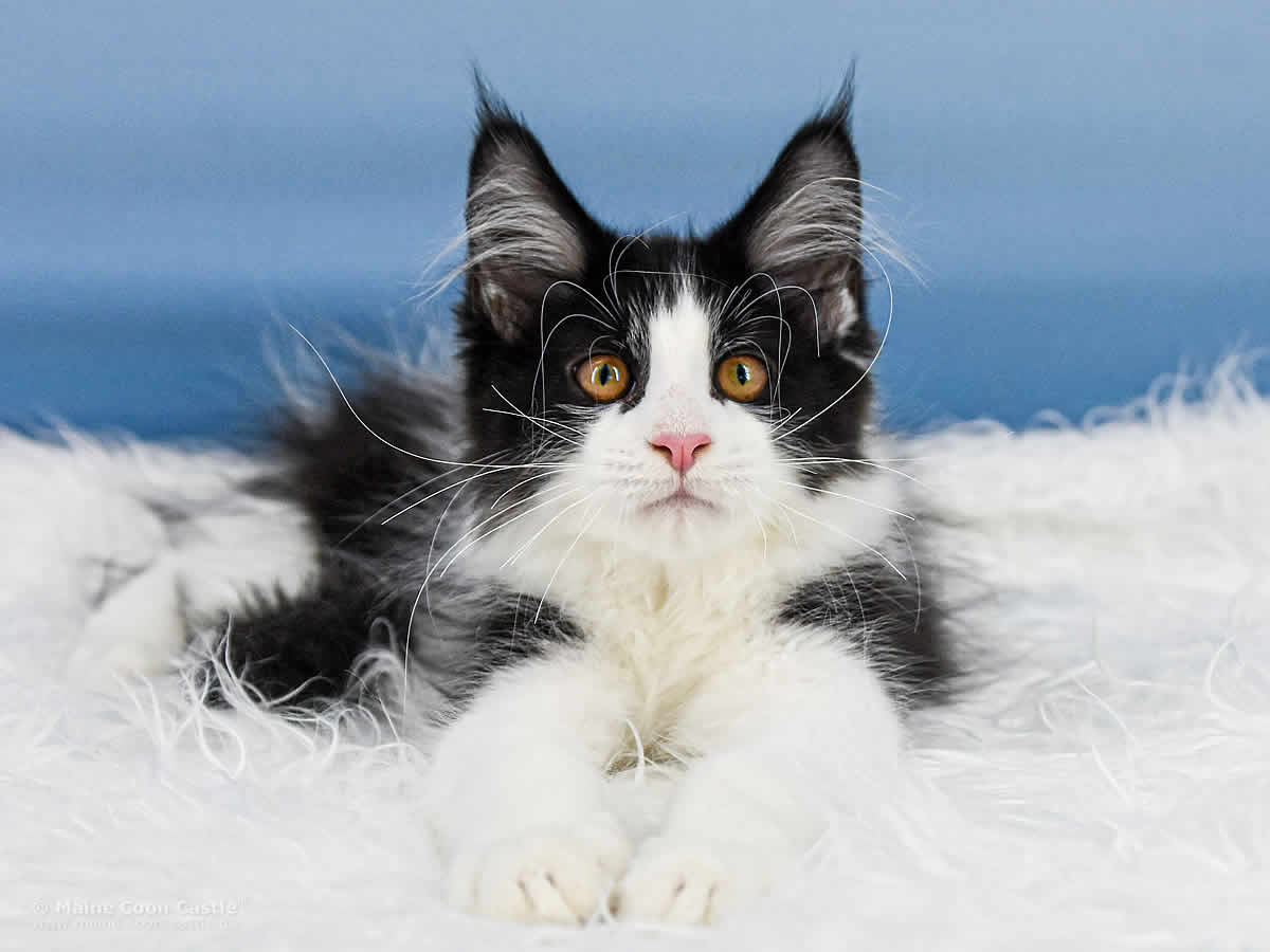 Pepa of Maine Coon Castle Pepa of Maine Coon Castle