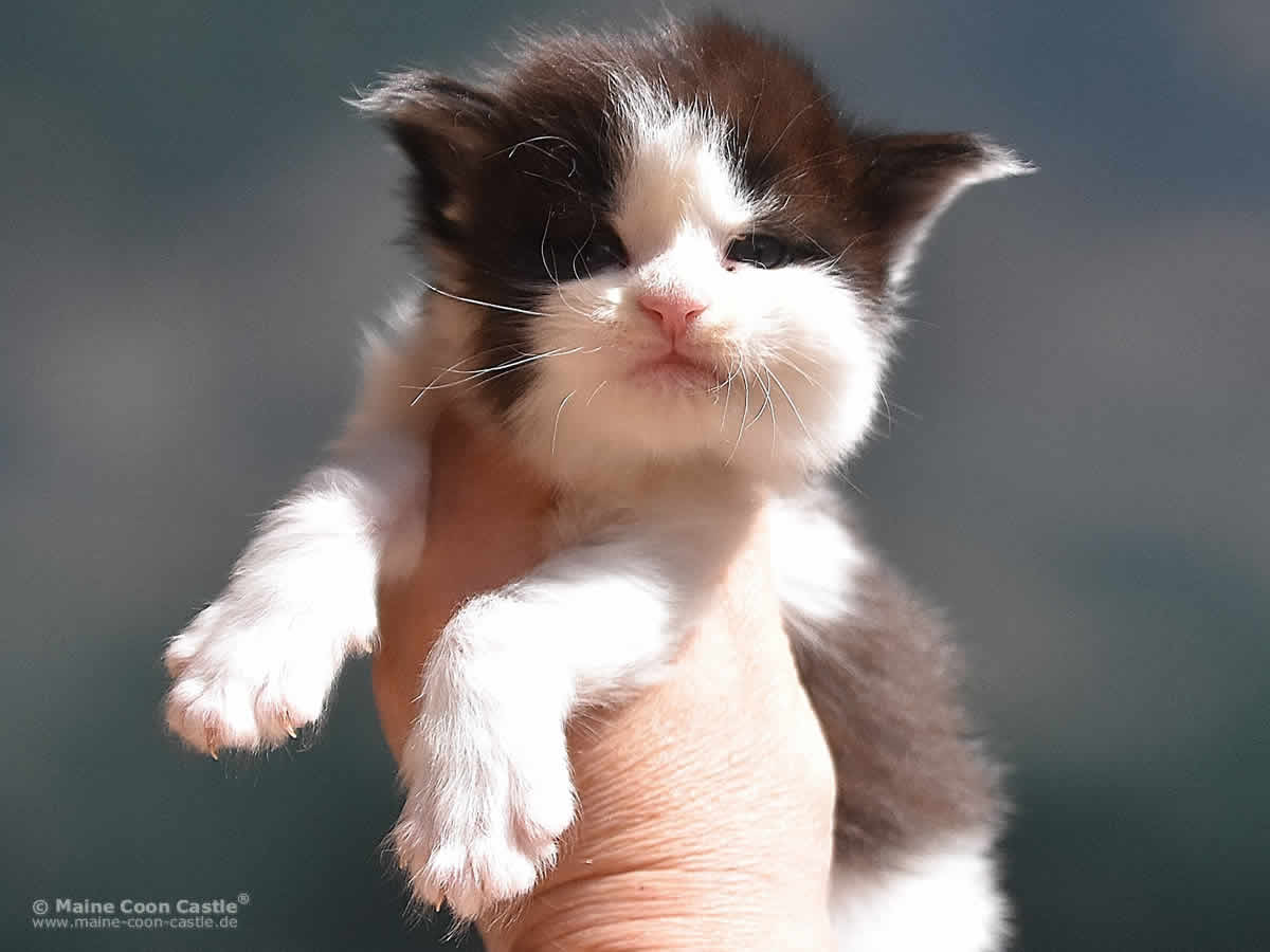 Pepa 3 Wochen alt, 400g Maine Coon Kitten Pepa 3 Wochen
