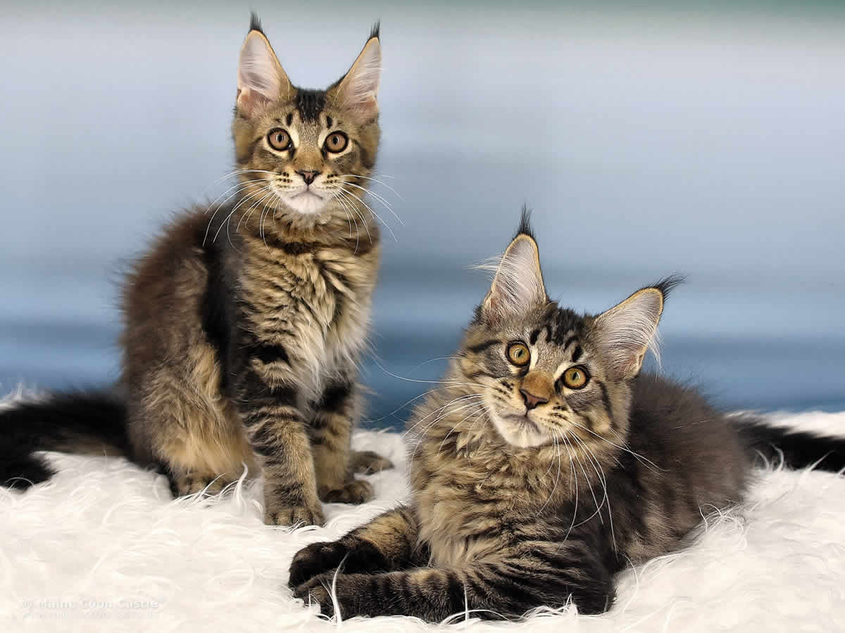 Pepe of Maine Coon Castle Pepe of Maine Coon Castle