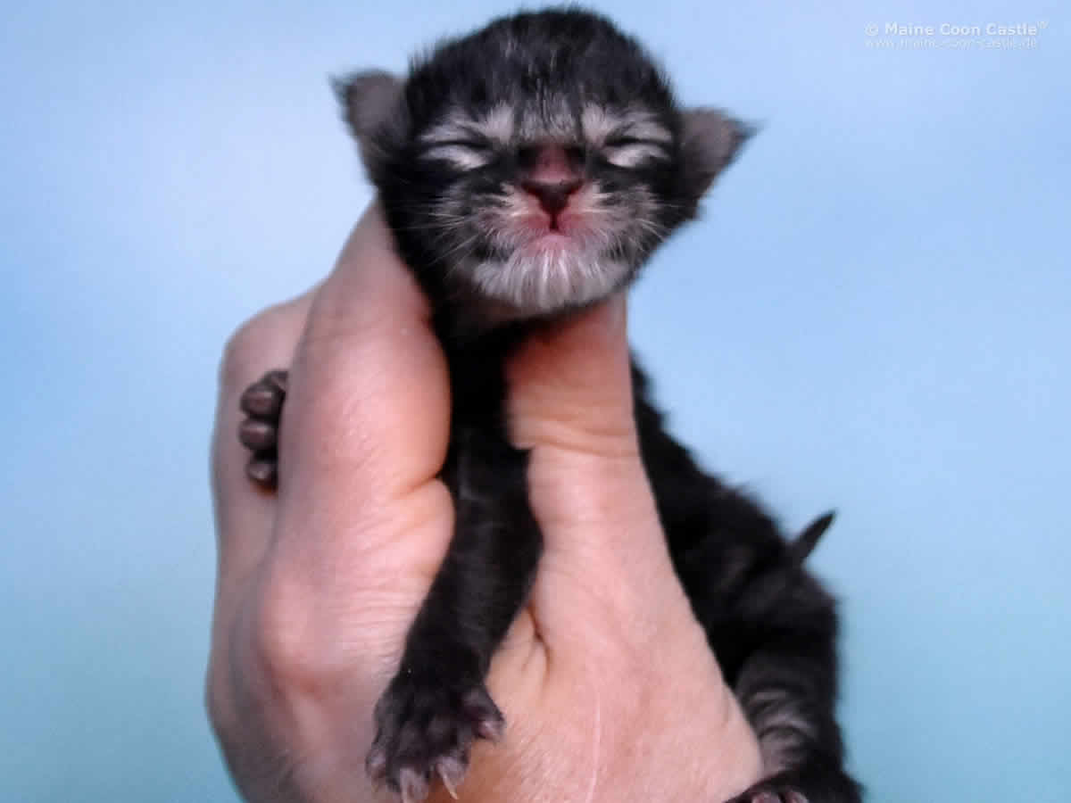 Pepe 1 Tag Maine Coon Kitten Pepe 1 Tag