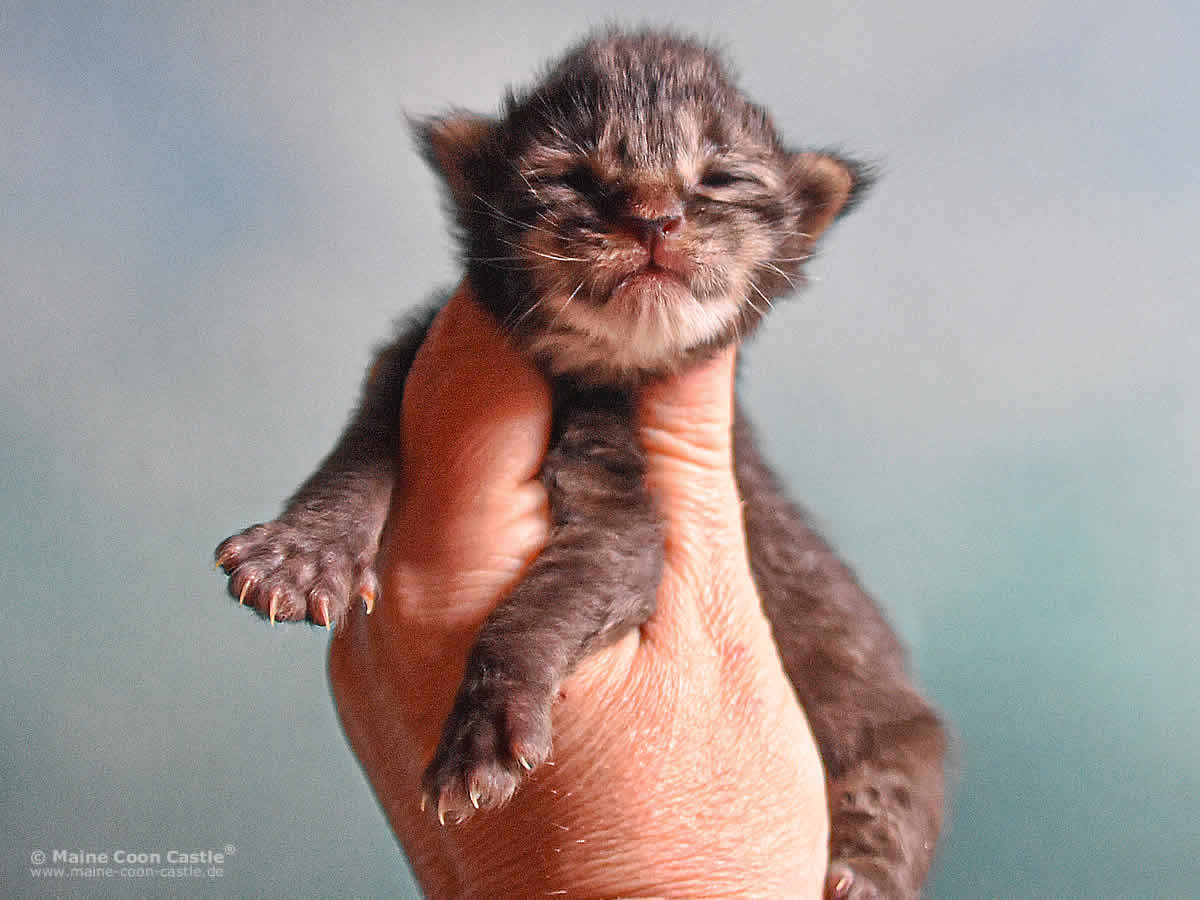 Pepe 1 Woche, 205g Pepe 1 Woche