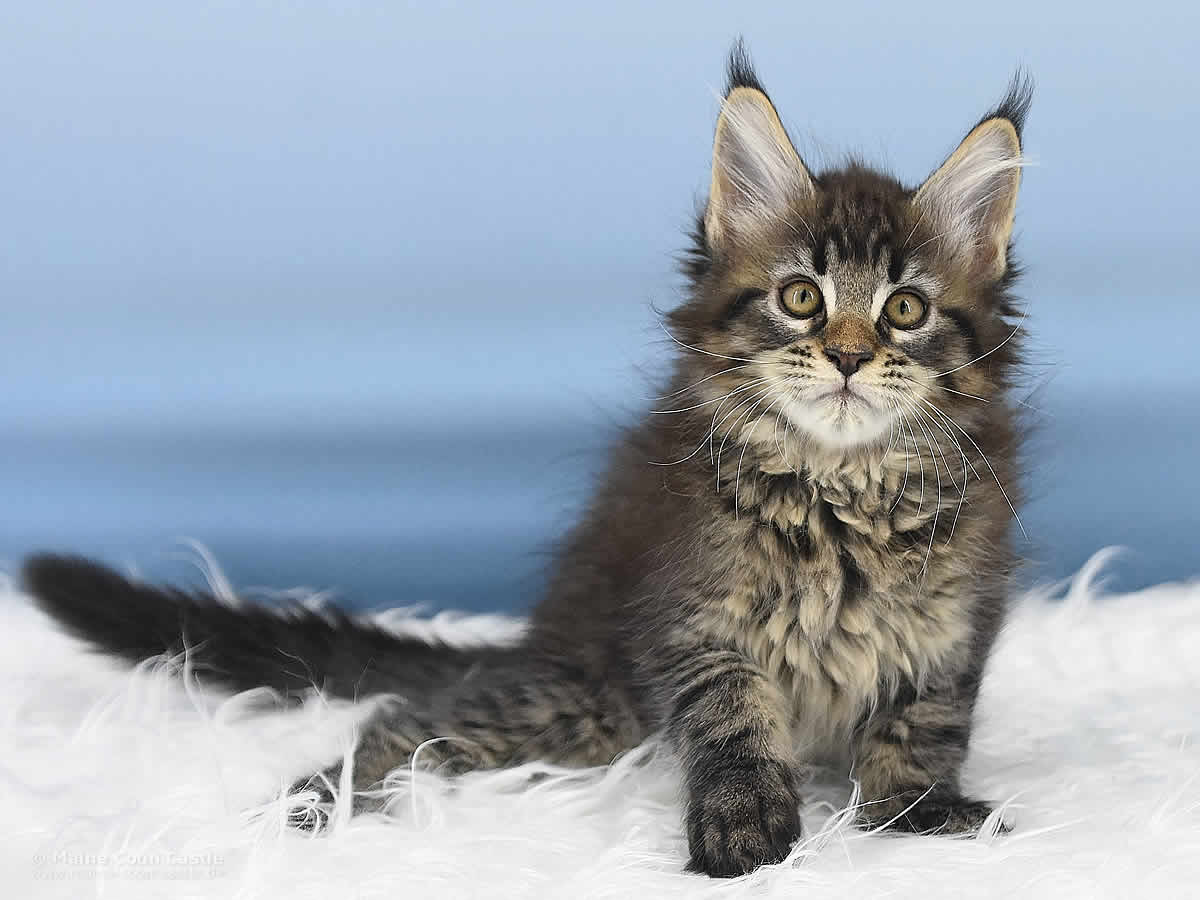 Pepe 10 Wochen alt, 1520g Maine Coon Kitten Pepe 10 Wochen alt