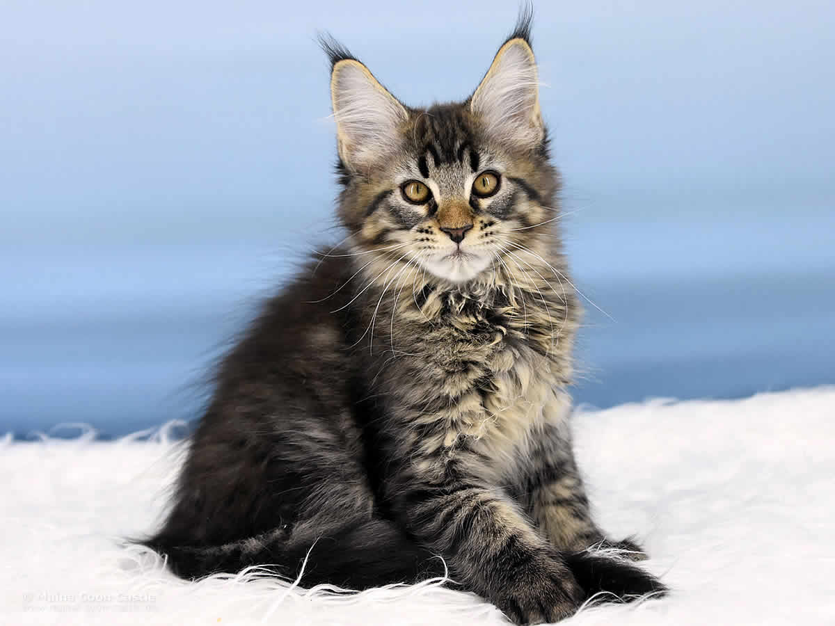 Pepe 12 Wochen alt, 1670g Maine Coon Kitten Pepe 12 Wochen alt