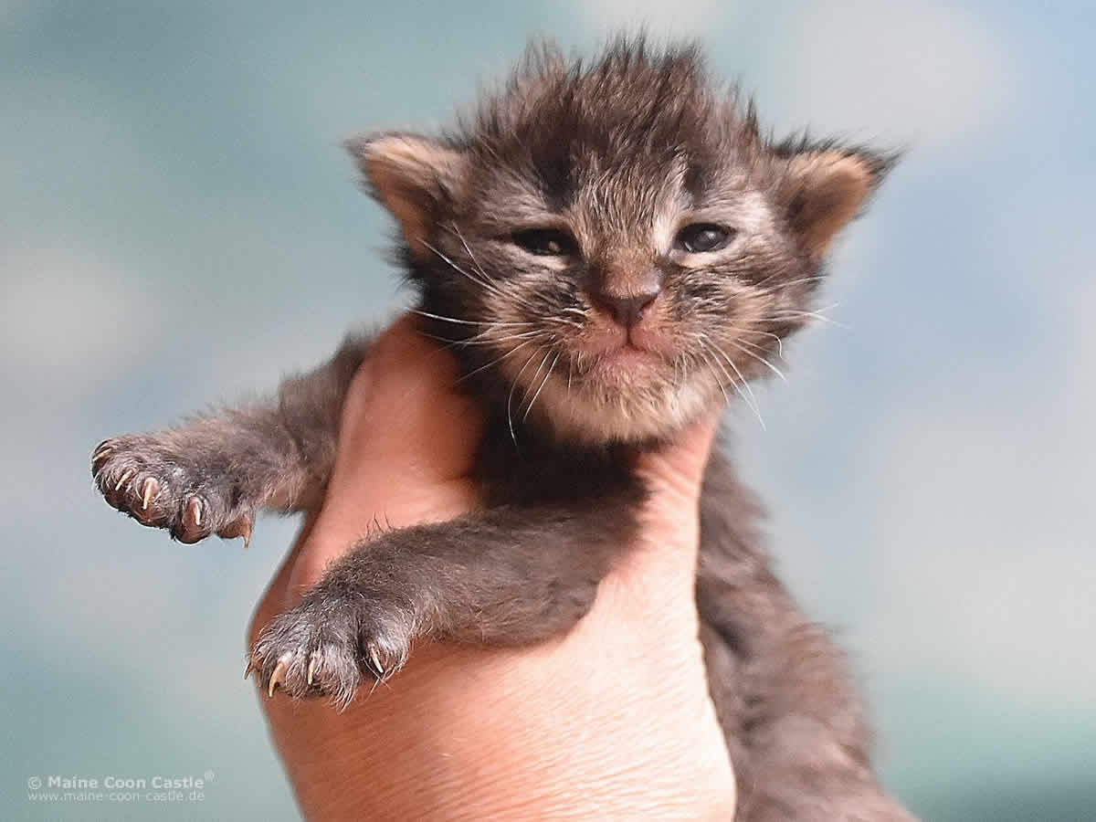Pepe 2 Wochen, 295g Maine Coon Kitten Pepe 2 Wochen