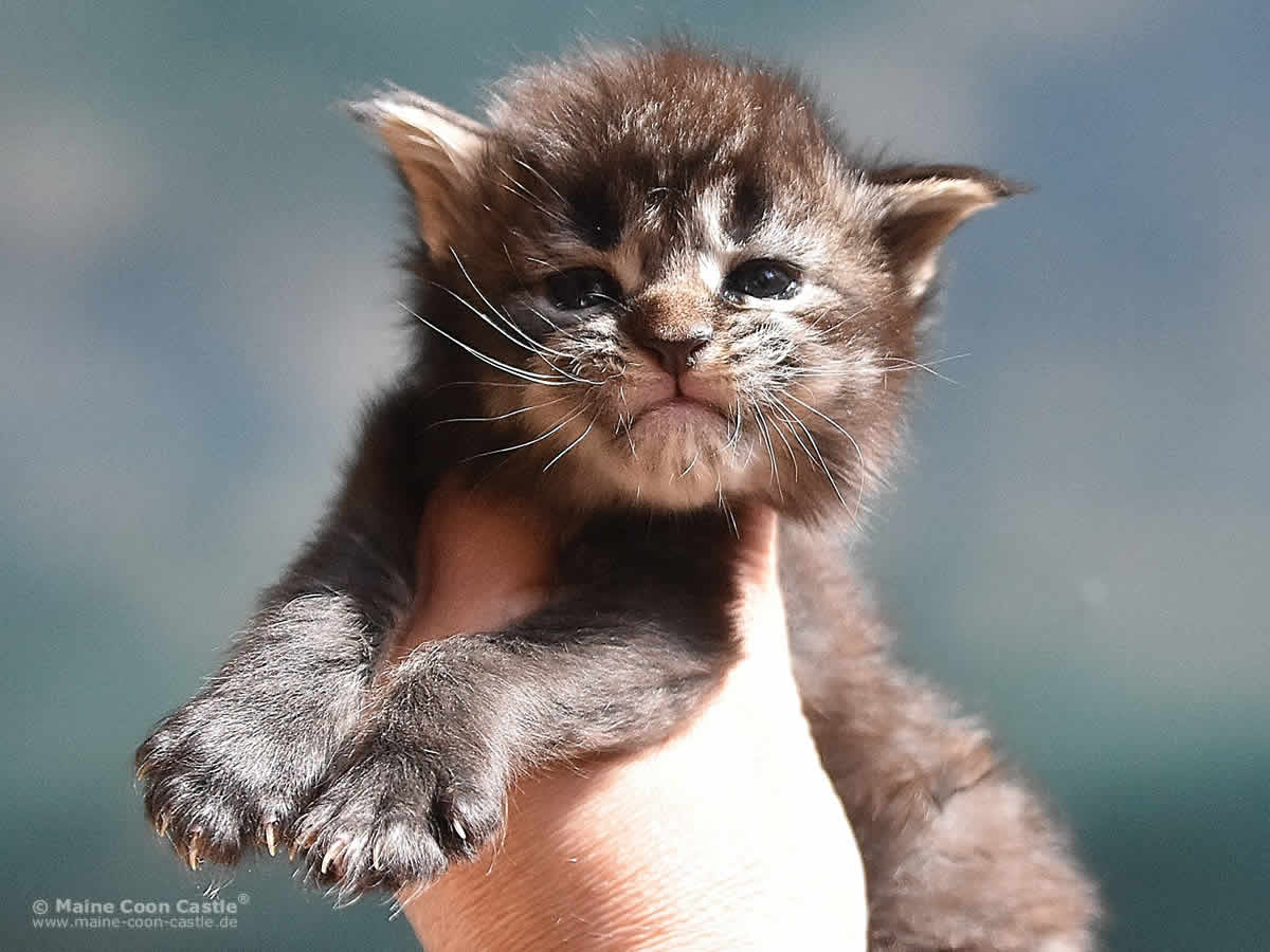 Pepe 3 Wochen alt, 415g Maine Coon Kitten Pepe 3 Wochen
