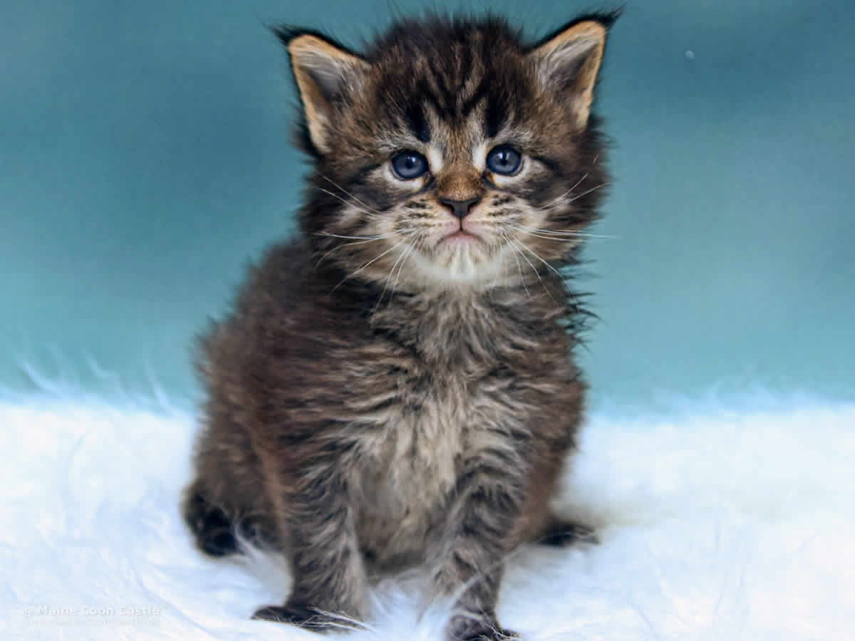 Pepe 4 Wochen alt, 574g Maine Coon Kitten Pepe 4 Wochen alt
