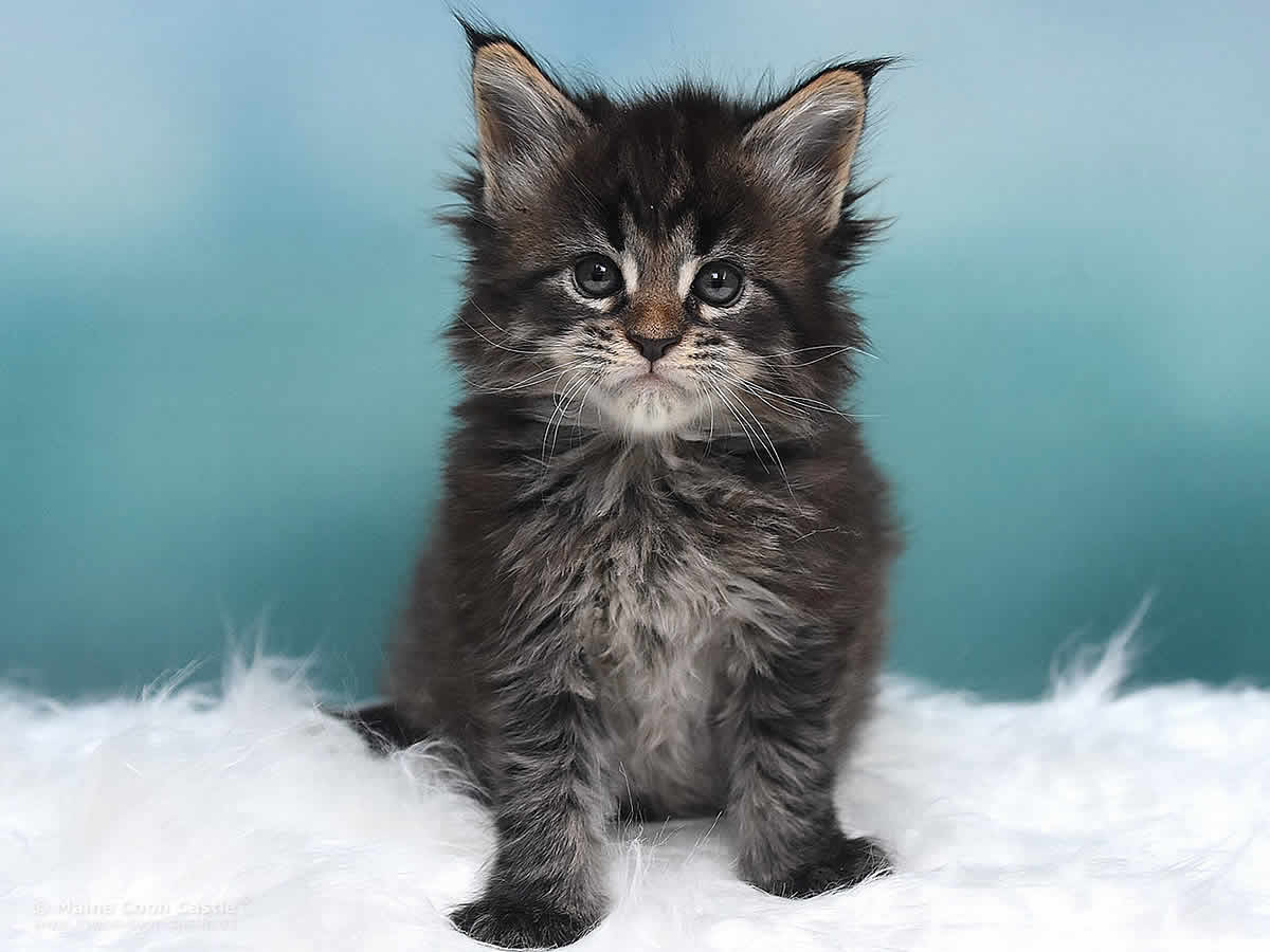 Pepe 5 Wochen alt, 603g Maine Coon Kitten Pepe 5 Wochen alt