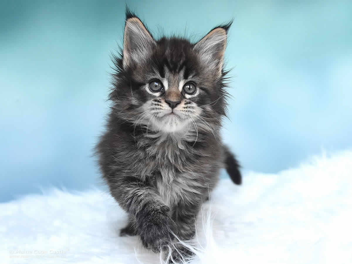 Pepe 6 Wochen alt, 683g Maine Coon Kitten Pepe 6 Wochen alt