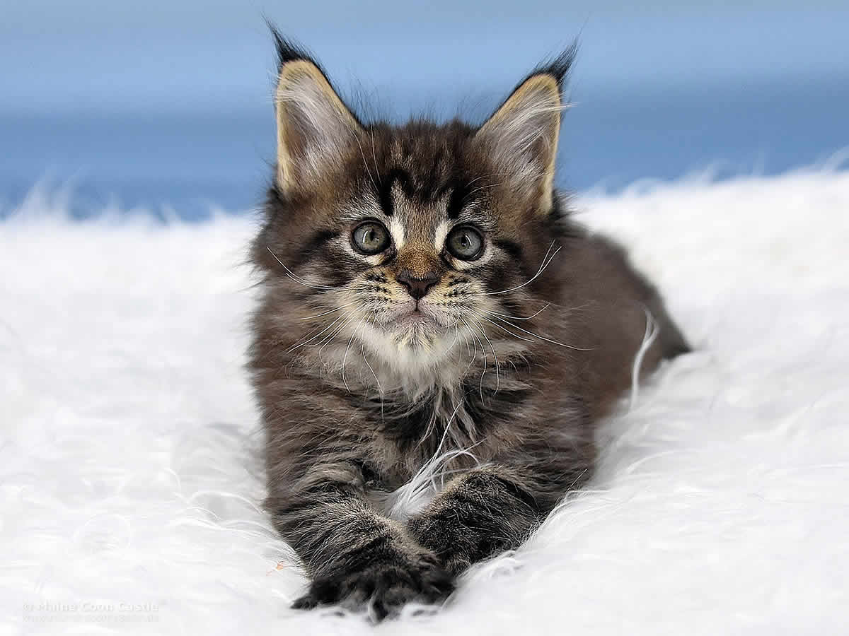 Pepe 7 Wochen alt, 921g Maine Coon Kitten Pepe 7 Wochen alt