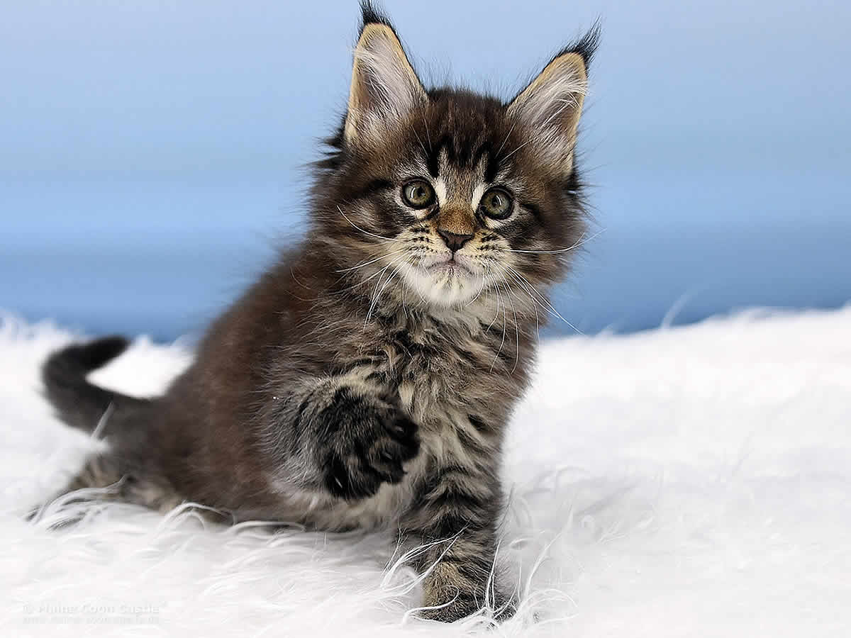 Pepe 8 Wochen alt, 965g Maine Coon Kitten Pepe 8 Wochen alt