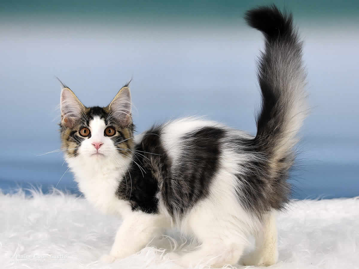 Peter of Maine Coon Castle Peter of Maine Coon Castle