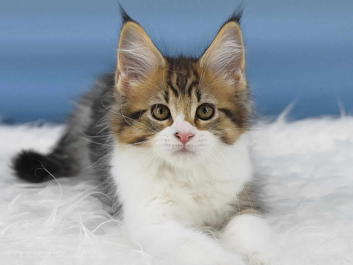 Phila 10 Wochen alt, 1205g Maine Coon Kitten Phila 10 Wochen alt