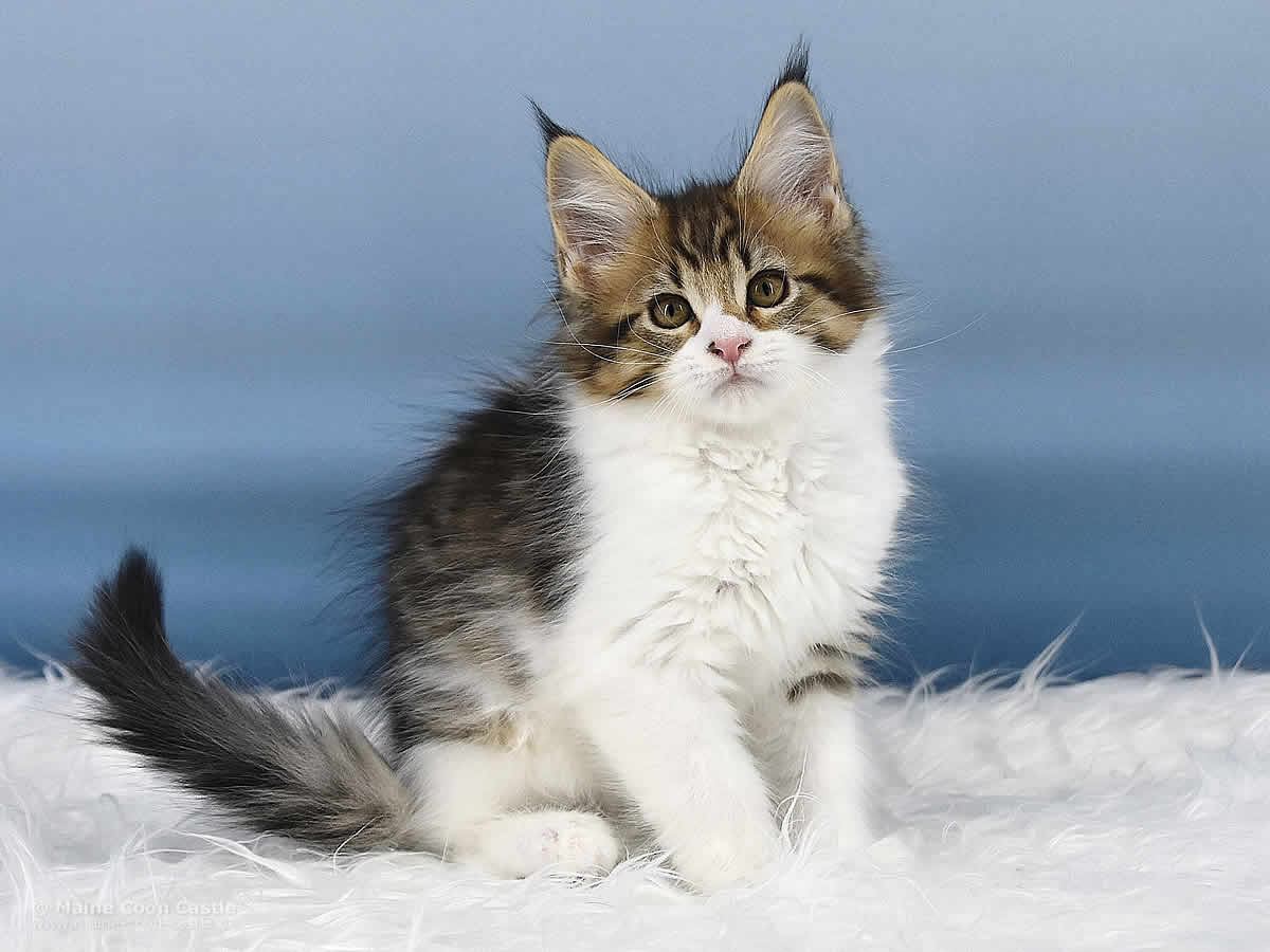 Phila 10 Wochen alt, 1205g Maine Coon Kitten Phila 10 Wochen alt