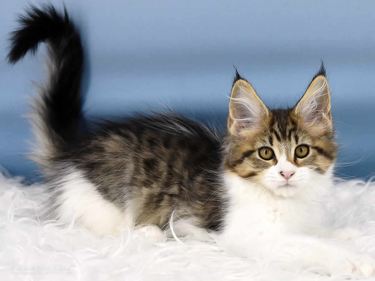 Phila 12 Wochen alt, 1285g Maine Coon Kitten Phila 12 Wochen alt