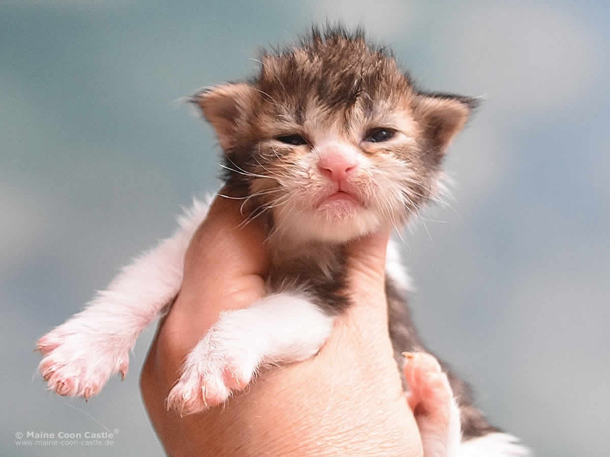 Phila 2 Wochen, 261g Maine Coon Kitten Phila 2 Wochen