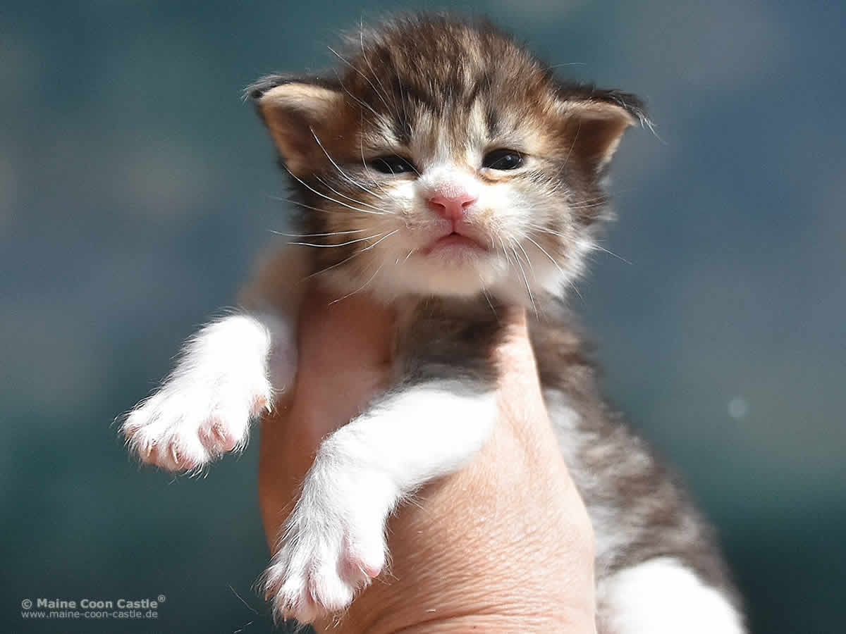 Phila 3 Wochen alt, 350g Maine Coon Kitten Phila 3 Wochen