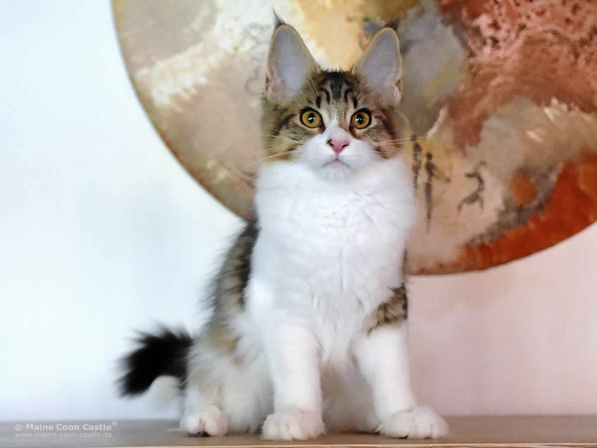 Phila of Maine Coon Castle Phila of Maine Coon Castle